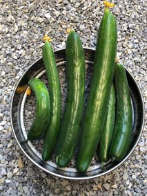 S-Photo-cucumber8.JPG